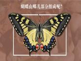2022年小學(xué) / 美術(shù) / 冀美版 / 一年級上冊 / 12. 蝴蝶飛呀飛(24張)ppt課件