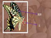 2022年小學(xué) / 美術(shù) / 冀美版 / 一年級上冊 / 12. 蝴蝶飛呀飛(24張)ppt課件