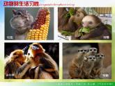 2022年小學(xué) / 美術(shù) / 人美版 / 一年級下冊 / 12. 可愛的動物(21張)課件