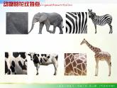 2022年小學(xué) / 美術(shù) / 人美版 / 一年級下冊 / 12. 可愛的動物(21張)課件