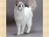 浙美版小学美术二年级下册  17.可爱的猫咪    课件