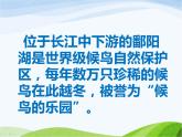赣美版小学美术三年级上册第16课 候鸟的乐园课件+教案+素材