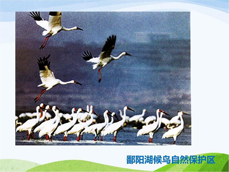 《候鸟的乐园》课件第3页