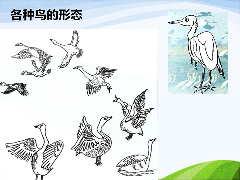 《候鸟的乐园》课件第4页