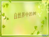 小学美术赣美版三年级上册第06课  神奇的大树课件