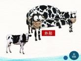 蘇少美術(shù)六下《6向動物朋友學(xué)習(xí)》課件