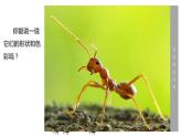 一年級(jí)下冊(cè)美術(shù)課件-6.昆蟲(chóng)王國(guó)｜嶺南版
