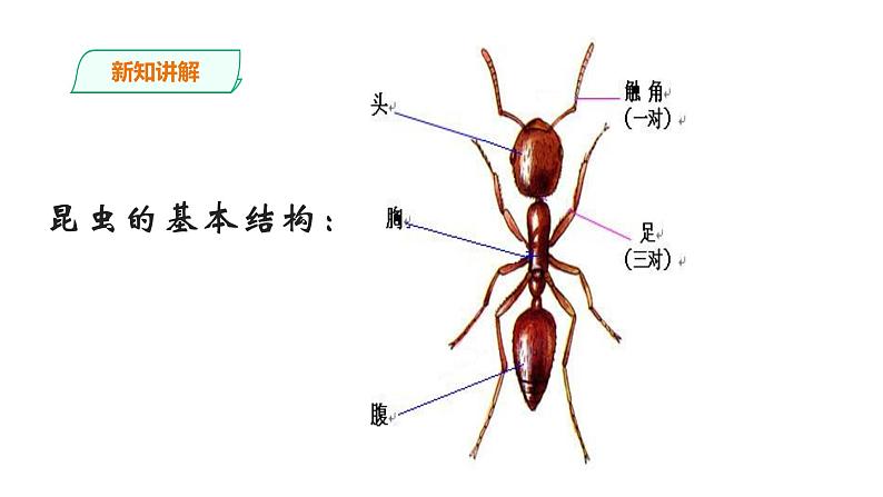 一年级下册美术课件-6.昆虫王国｜岭南版06