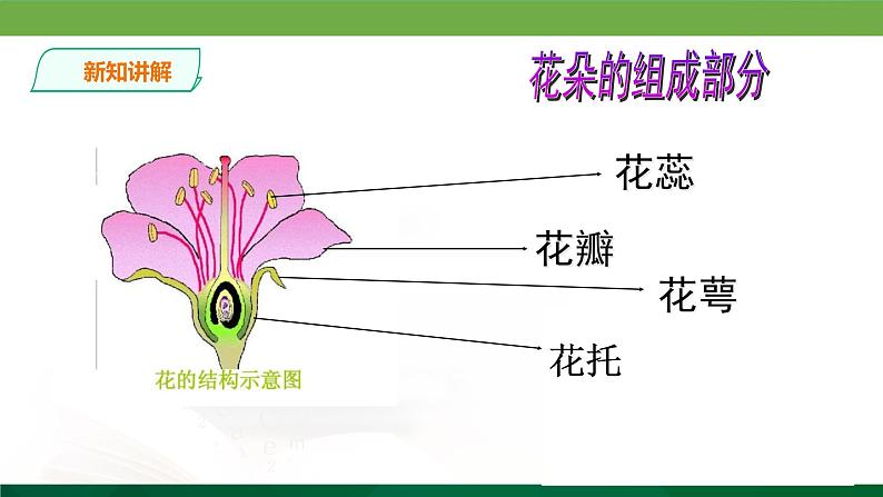 二年级下册美术课件-2.5美丽的花园丨岭南版(共18张PPT)07