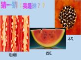 二年級下冊美術(shù)課件-3.7切開的果實(shí)丨嶺南版(共19張PPT)
