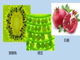 二年級下冊美術(shù)課件-3.7切開的果實(shí)丨嶺南版(共19張PPT)