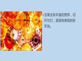 二年級下冊美術(shù)課件-3.7切開的果實(shí)丨嶺南版(共19張PPT)
