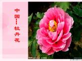 小學(xué) / 美術(shù) / 蘇少版 / 二年級(jí)下冊 / 13 會(huì)變的花、樹、葉課件-(1)