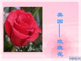 小學(xué) / 美術(shù) / 蘇少版 / 二年級(jí)下冊 / 13 會(huì)變的花、樹、葉課件-(1)