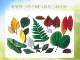 小學 / 美術(shù) / 蘇少版 / 一年級下冊 / 13 葉子片片課件