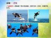 小學(xué)美術(shù)《第6課海洋世界》PPT課件