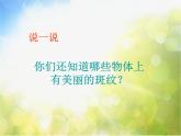 小学美术《第9课天然的纹理》PPT课件-(6)