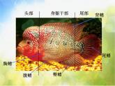 小學(xué)美術(shù)《第9課用彩墨畫(huà)魚(yú)》PPT課件-(1)