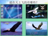 小學(xué)美術(shù)《第9課我在空中飛》PPT課件-(4)ppt課件