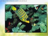小學(xué)美術(shù)《第9課魚(yú)的紋樣》PPT課件-(3)