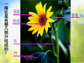 小學(xué) / 美術(shù) / 人美版 / 二年級上冊 / 14. 茂密的花課件-(1)