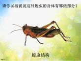 小学美术《第10课-我和昆虫》PPT课件-(2)