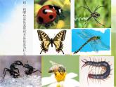 小学美术《第10课-我和昆虫》PPT课件-(4)