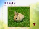 小學(xué) / 美術(shù) / 人教版 / 一年級上冊 / 第20課 美麗的植物和動物課件