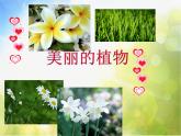 小學(xué) / 美術(shù) / 人教版 / 一年級上冊 / 第20課 美麗的植物和動物課件