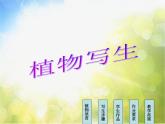 小学 / 美术 / 人美版 / 四年级下册《第1课植物写生》PPT课件-(1)