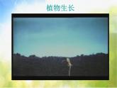 小學 / 美術(shù) / 人美版 / 四年級下冊《第1課植物寫生》PPT課件-(1)