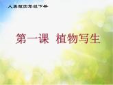 小学 / 美术 / 人美版 / 四年级下册《第1课植物写生》PPT课件-(3)