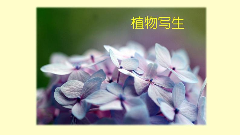 浙美版小学美术五年级下册  11.植物写生   课件01