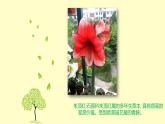 浙美版小学美术五年级下册  11.植物写生   课件