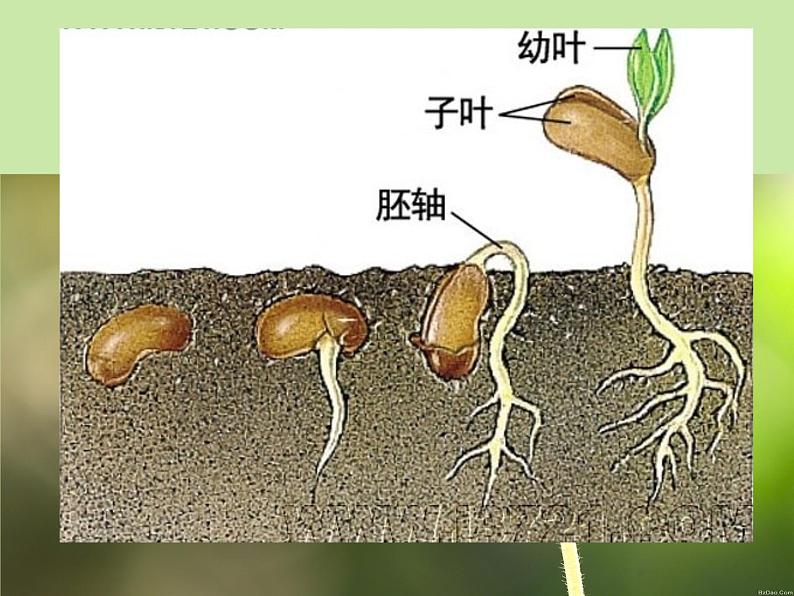 人美版一年级下册美术 2.长呀长_ 课件05