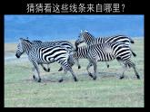 人美版一年级下册美术 4.我们身边的线条_ 课件
