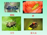 人美版一年級下冊美術 10. 我和昆蟲(4) 課件