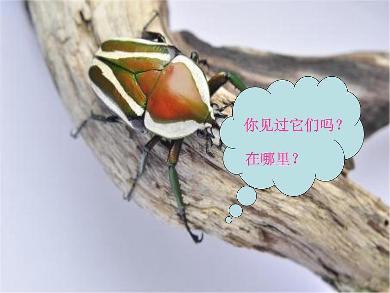 人美版一年级下册美术 10. 我和昆虫(1) 课件第6页