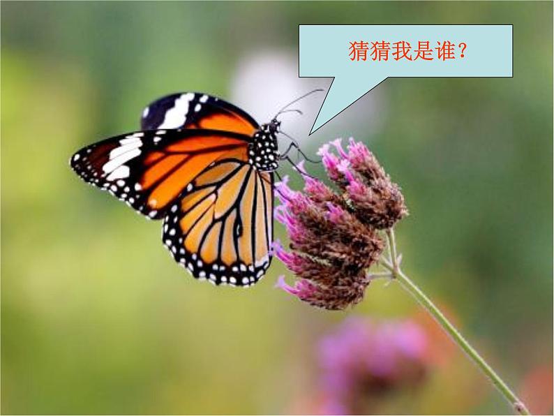 人美版一年级下册美术 10. 我和昆虫(1) 课件第7页