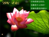人美版一年级下册美术 19. 花的世界_ 课件