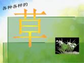 小學 / 美術(shù) / 湘美版 / 四年級上冊 / 第5課 草叢中課件-(1)