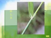 小學 / 美術(shù) / 湘美版 / 四年級上冊 / 第5課 草叢中課件-(1)