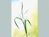 小學 / 美術(shù) / 湘美版 / 四年級上冊 / 第5課 草叢中課件-(2)