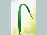 小學 / 美術(shù) / 湘美版 / 四年級上冊 / 第5課 草叢中課件-(2)