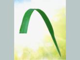 小學 / 美術(shù) / 湘美版 / 四年級上冊 / 第5課 草叢中課件-(2)