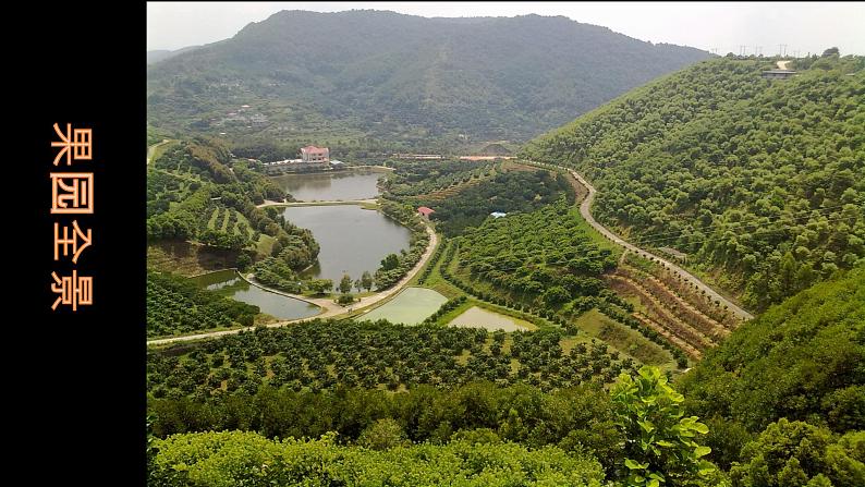 桂美版一年级美术下册 4 诱人的水果 课件+教案 (2)04