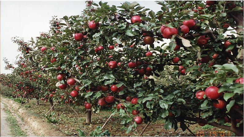 桂美版一年级美术下册 4 诱人的水果 课件+教案 (2)06