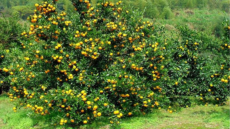 桂美版一年级美术下册 4 诱人的水果 课件+教案 (2)07