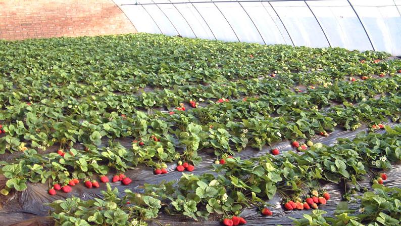 桂美版一年级美术下册 4 诱人的水果 课件+教案 (2)08