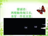 桂美版一年级美术下册 11 缤纷彩蝶 课件+教案 (2)